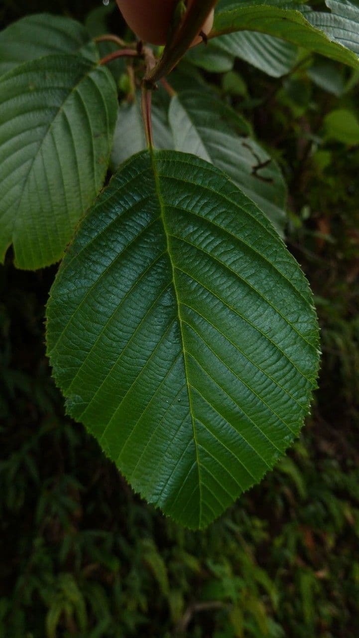 Andean alder 9