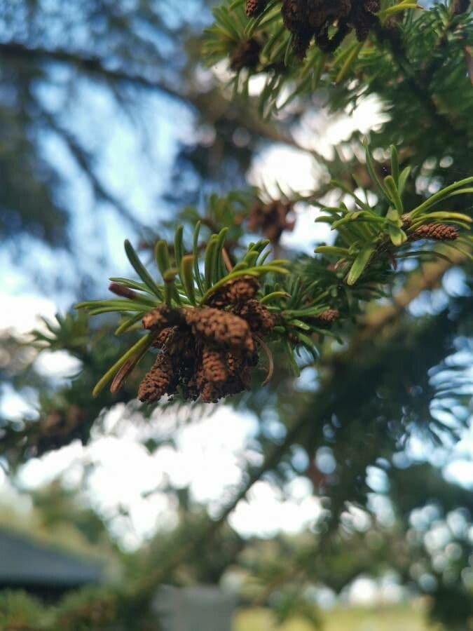Canada balsam 7
