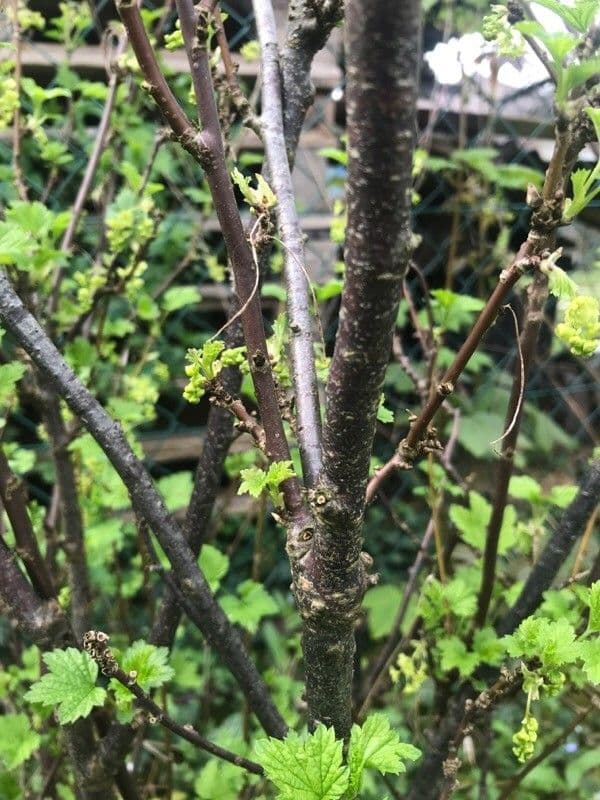 Garden currant 24