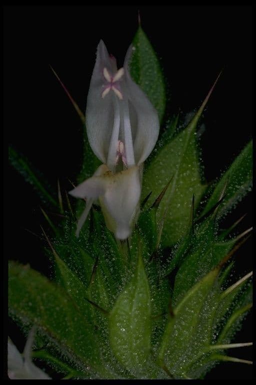 Santa clara thorn-mint 5