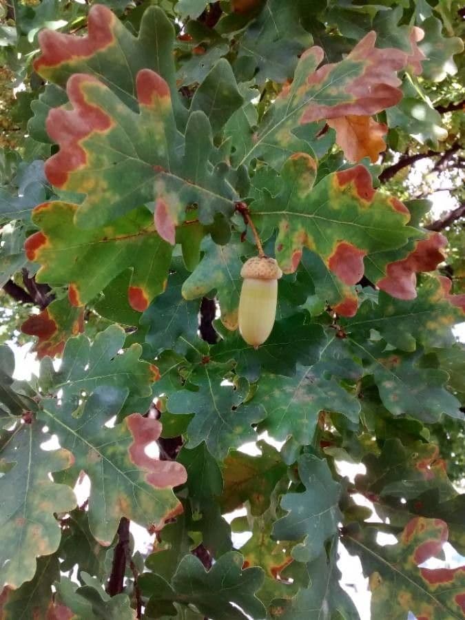 Pedunculate oak 3