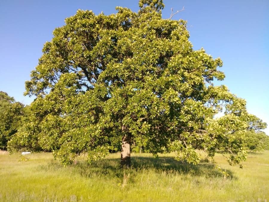 Post oak