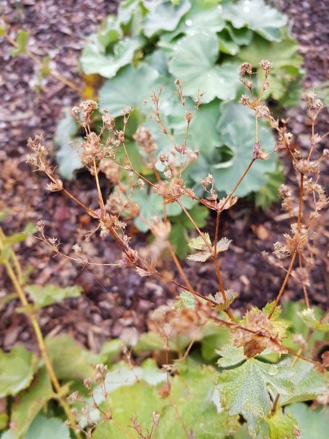 Garden lady's-mantle 3