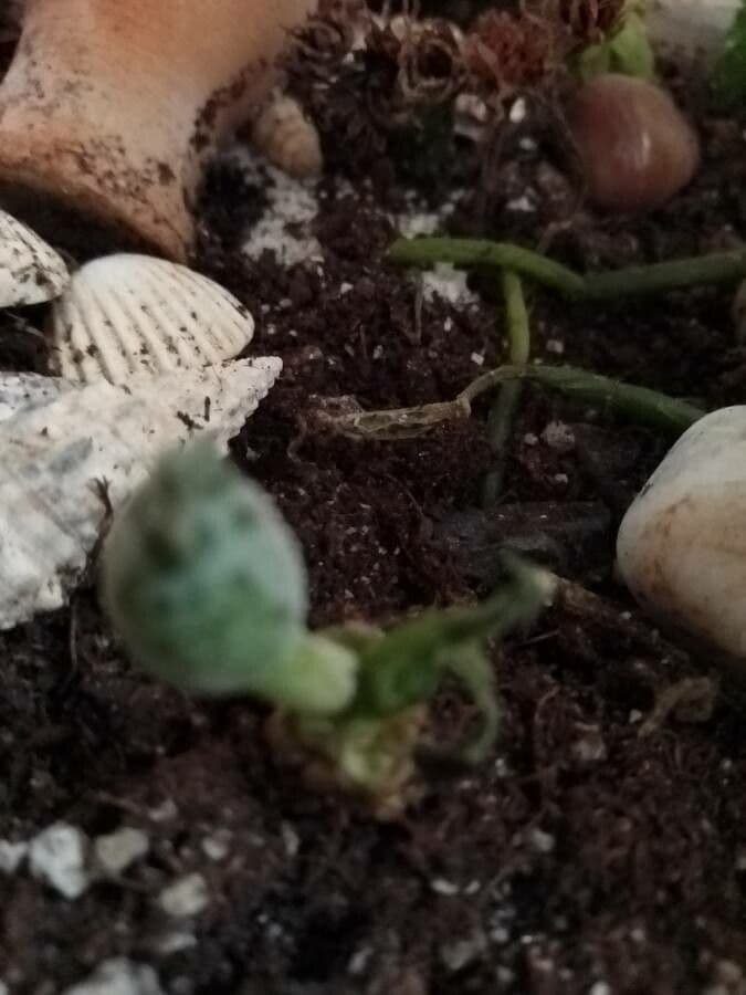 Adromischus 7