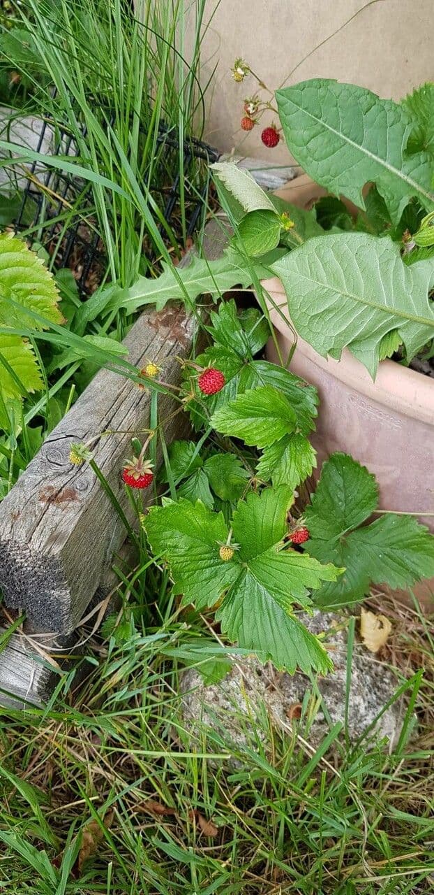 Alpine strawberry 15