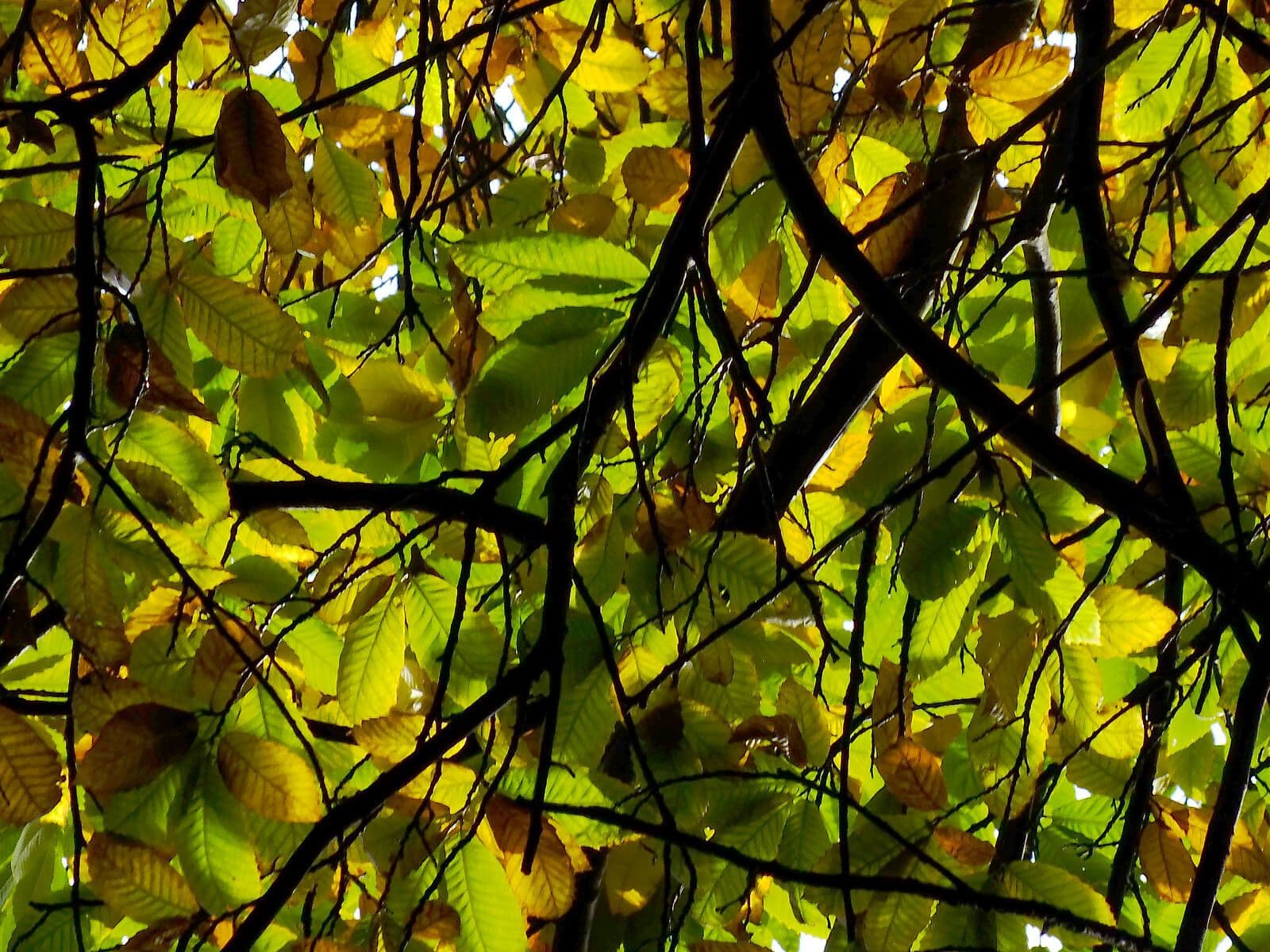 Japanese chestnut 16
