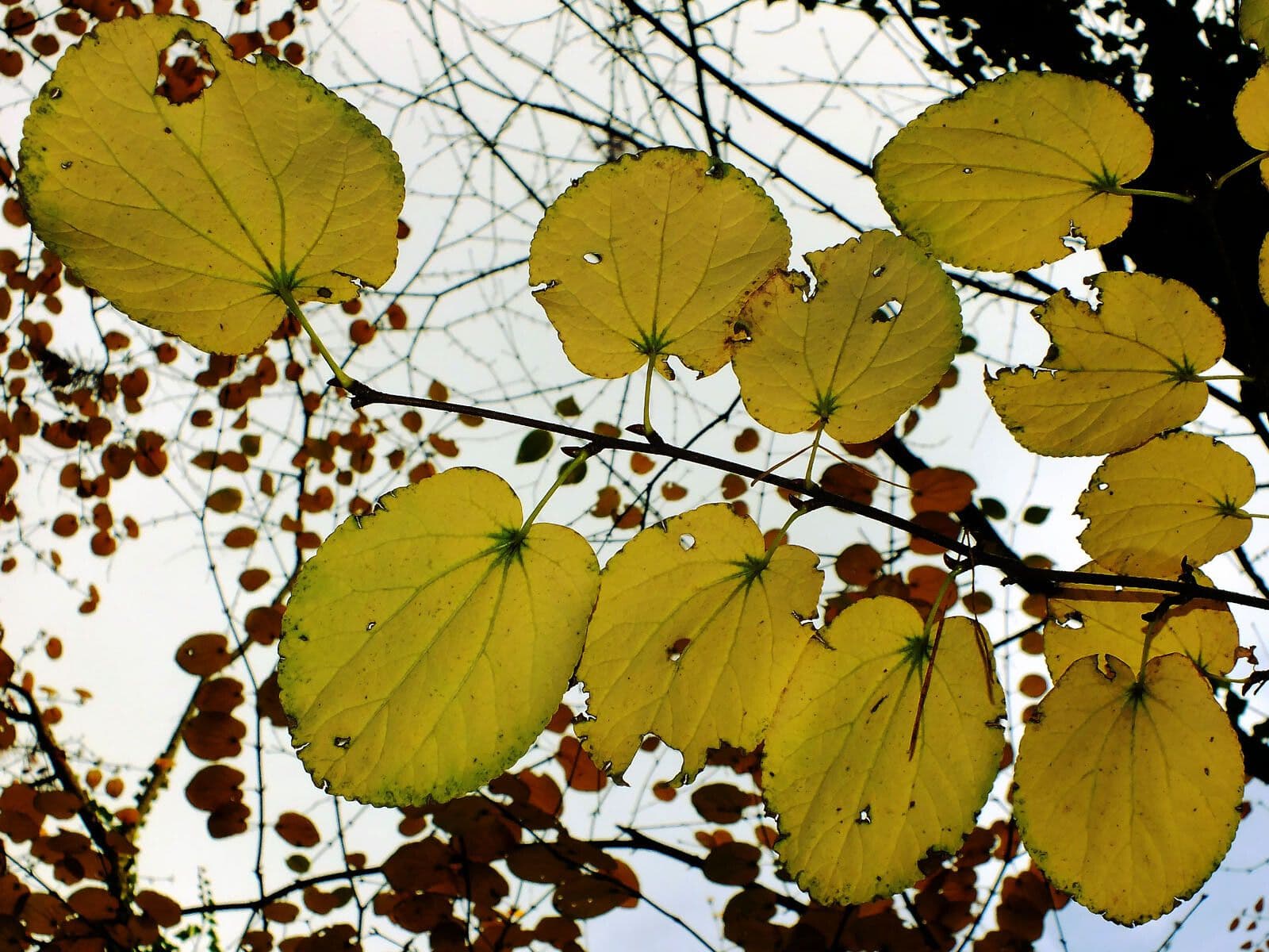 Katsura tree 18