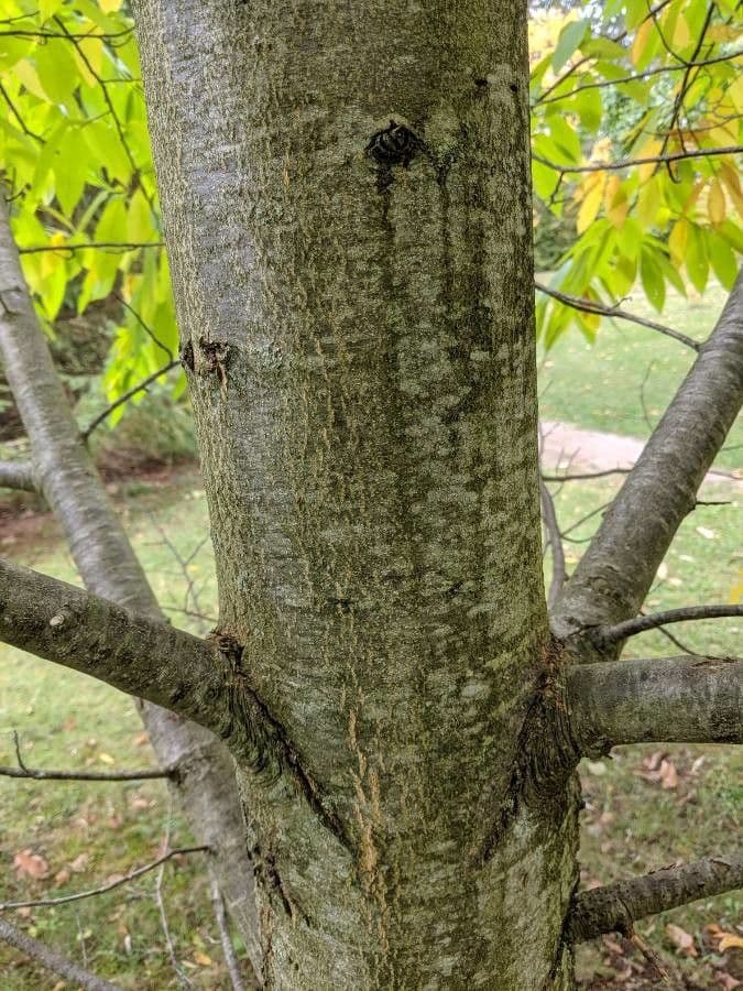 American chestnut 23