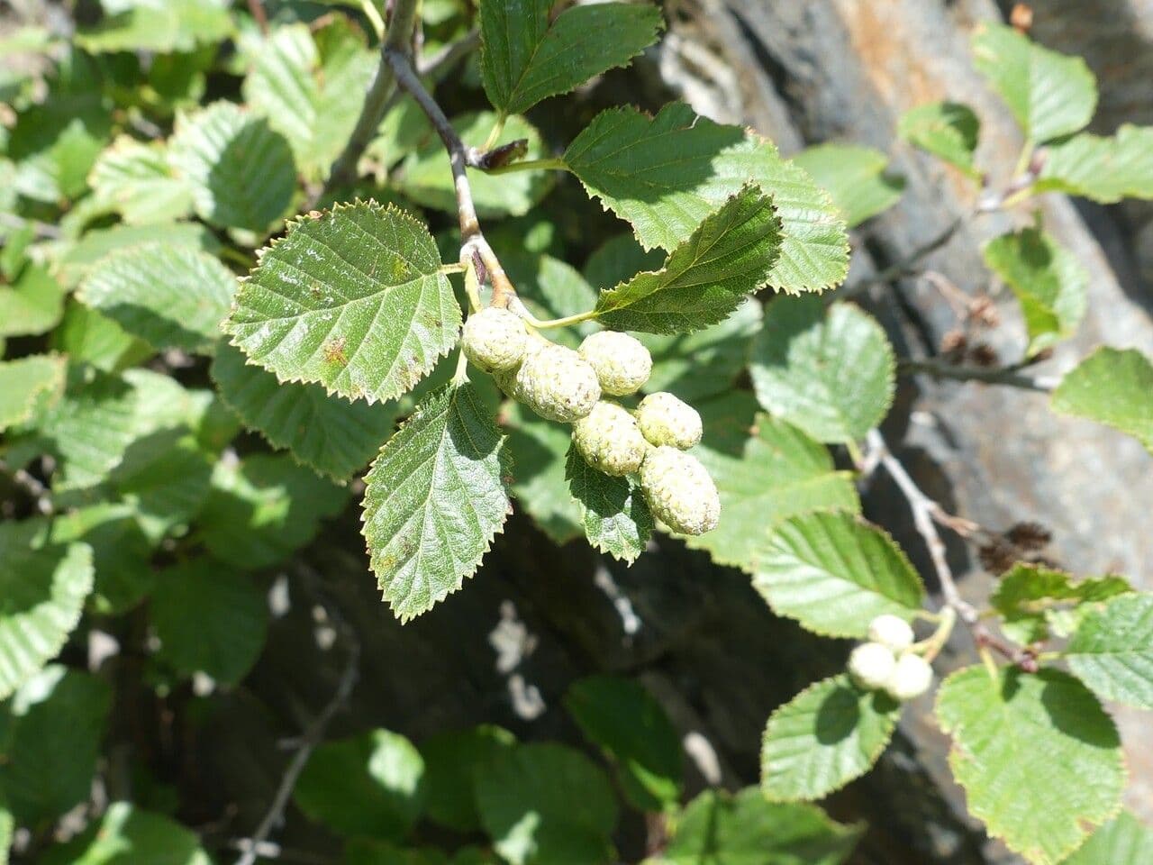 Green alder 4