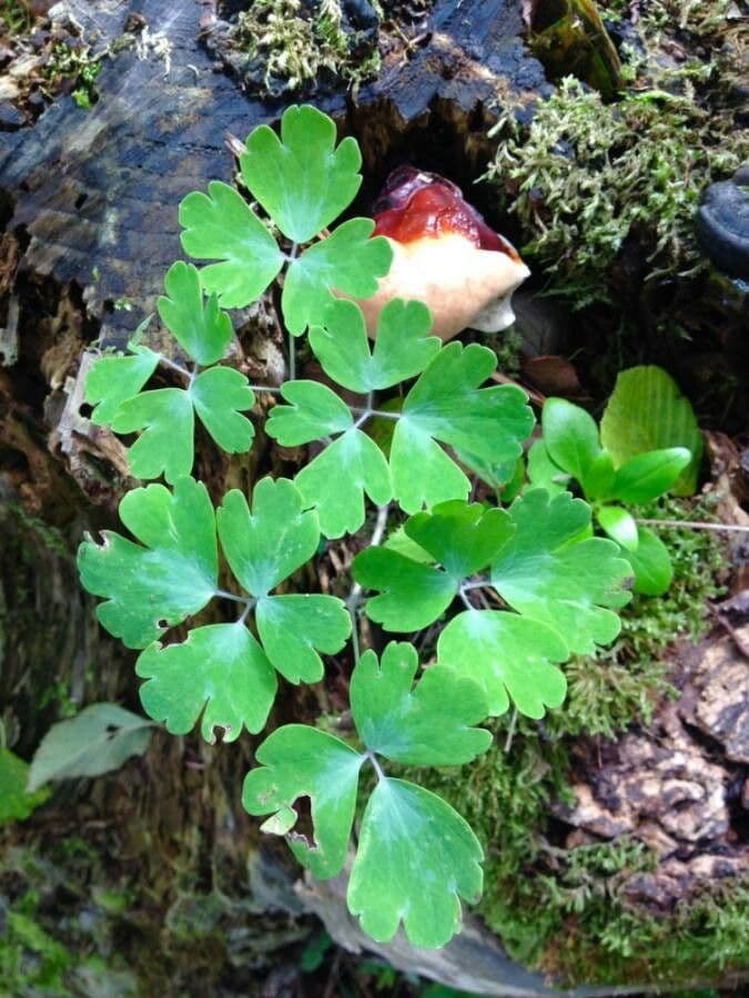 European columbine 20