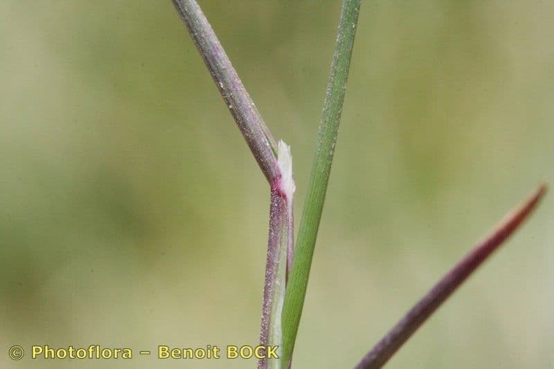 Glaucous Meadow-grass 17