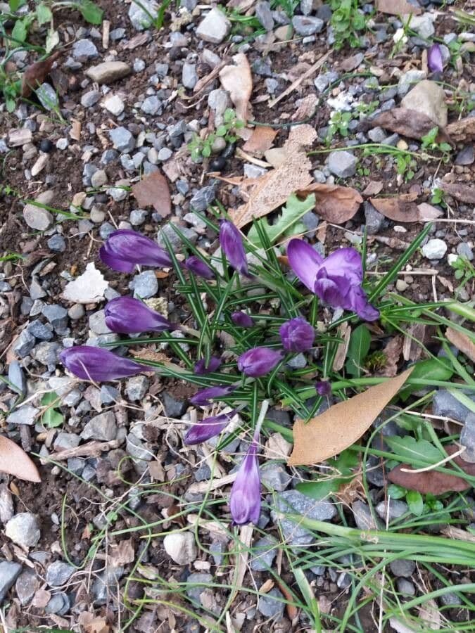 Spring crocus 10