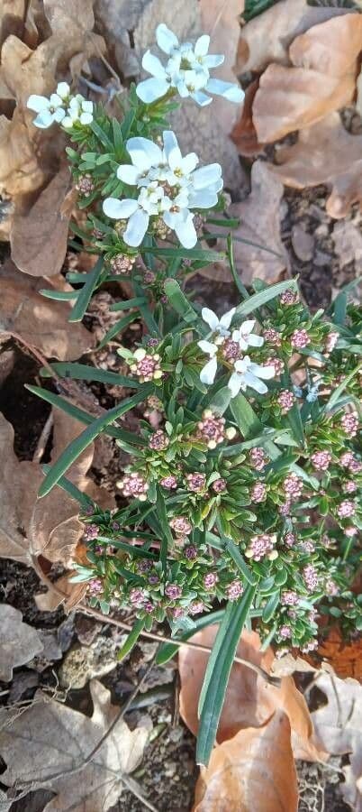 Evergreen candytuft 14