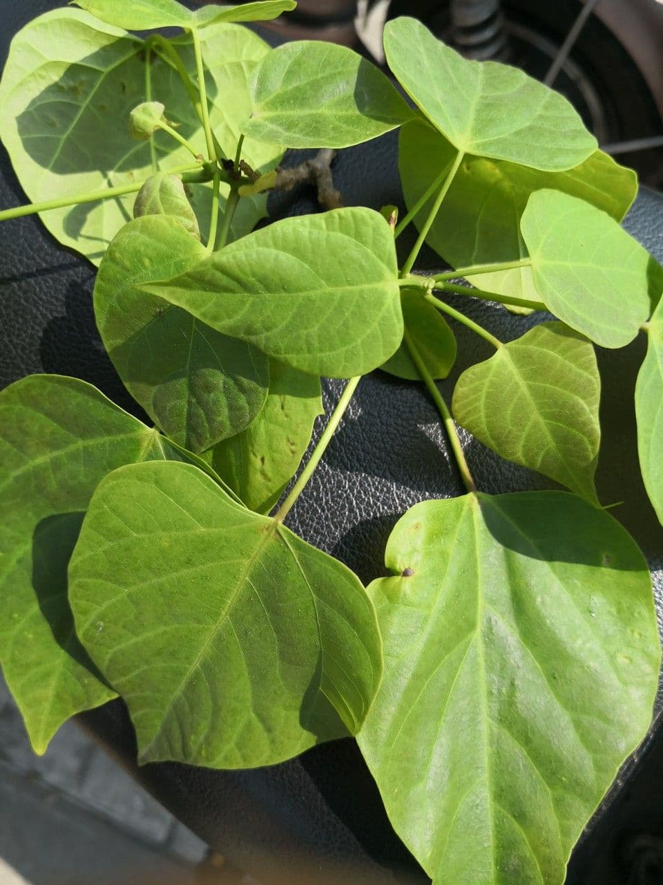 Manchurian catalpa 14