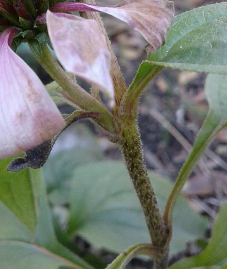 Eastern purple-coneflower 25