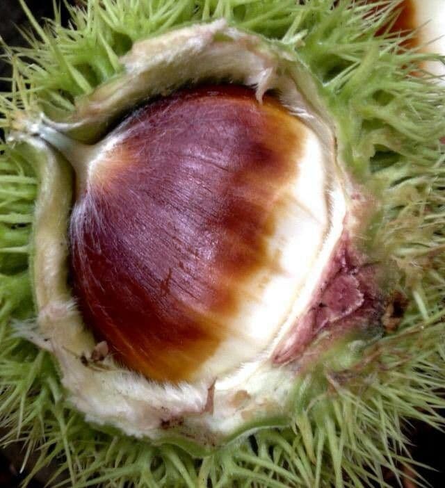 European chestnut 3