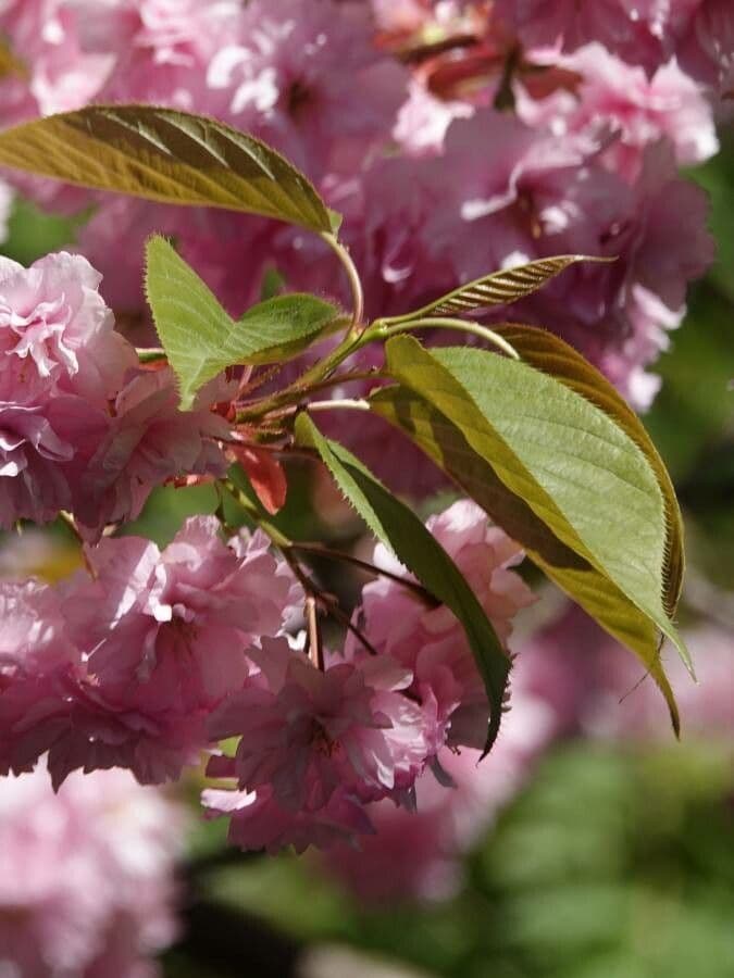 Cherry 18