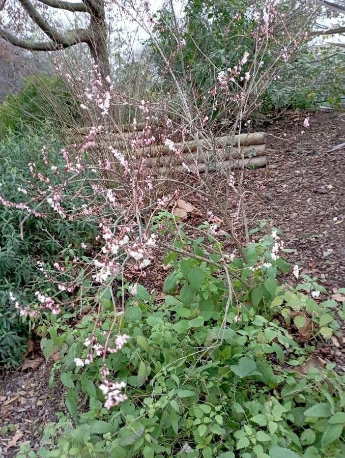 White-forsythia 6