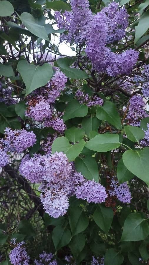 Common lilac 26