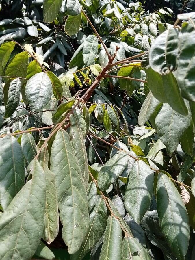 Sackingtree 6