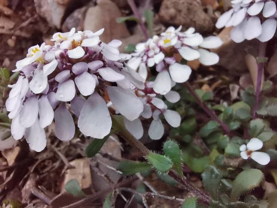Pruit's candytuft 15