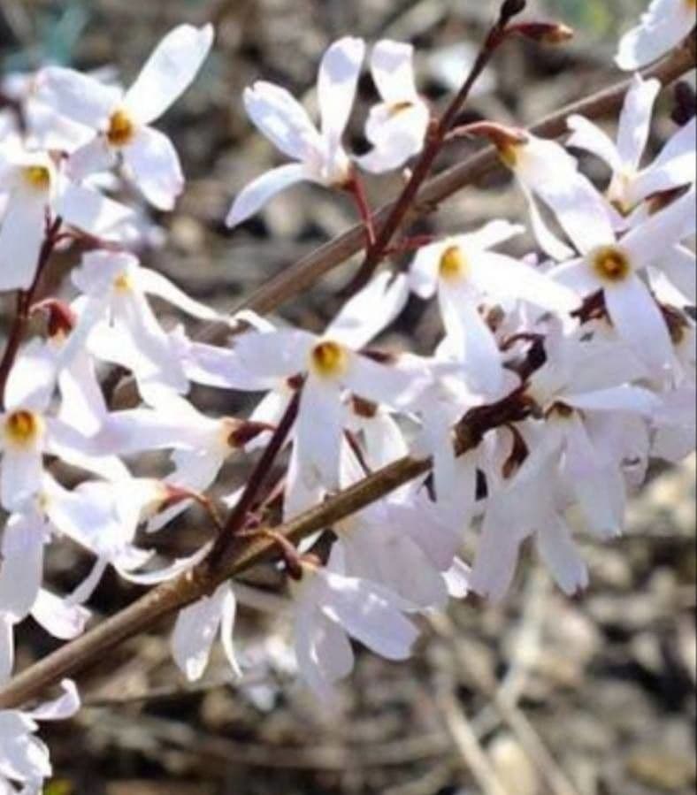 White-forsythia