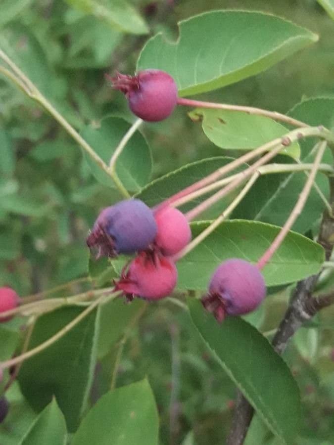 juneberry