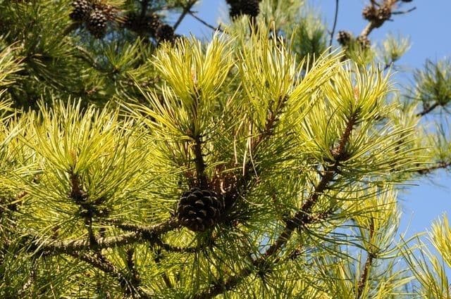Northern pitch pine 9