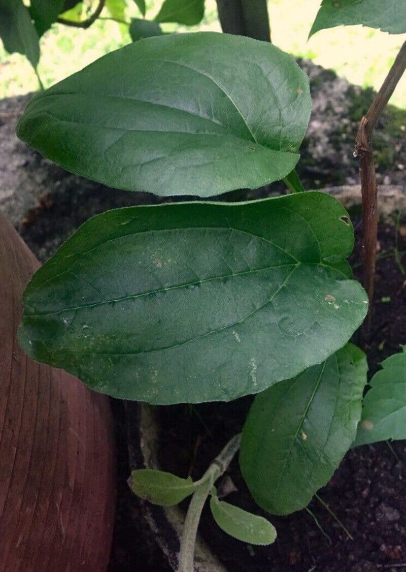 Eastern purple-coneflower 17