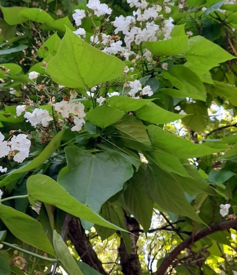 Northern catalpa 17