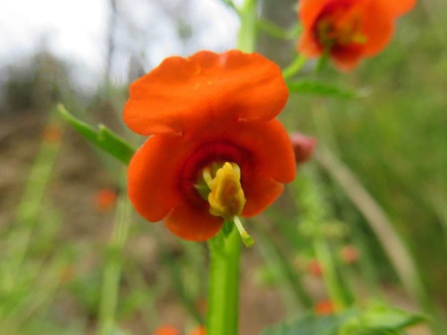 Maskflower 6