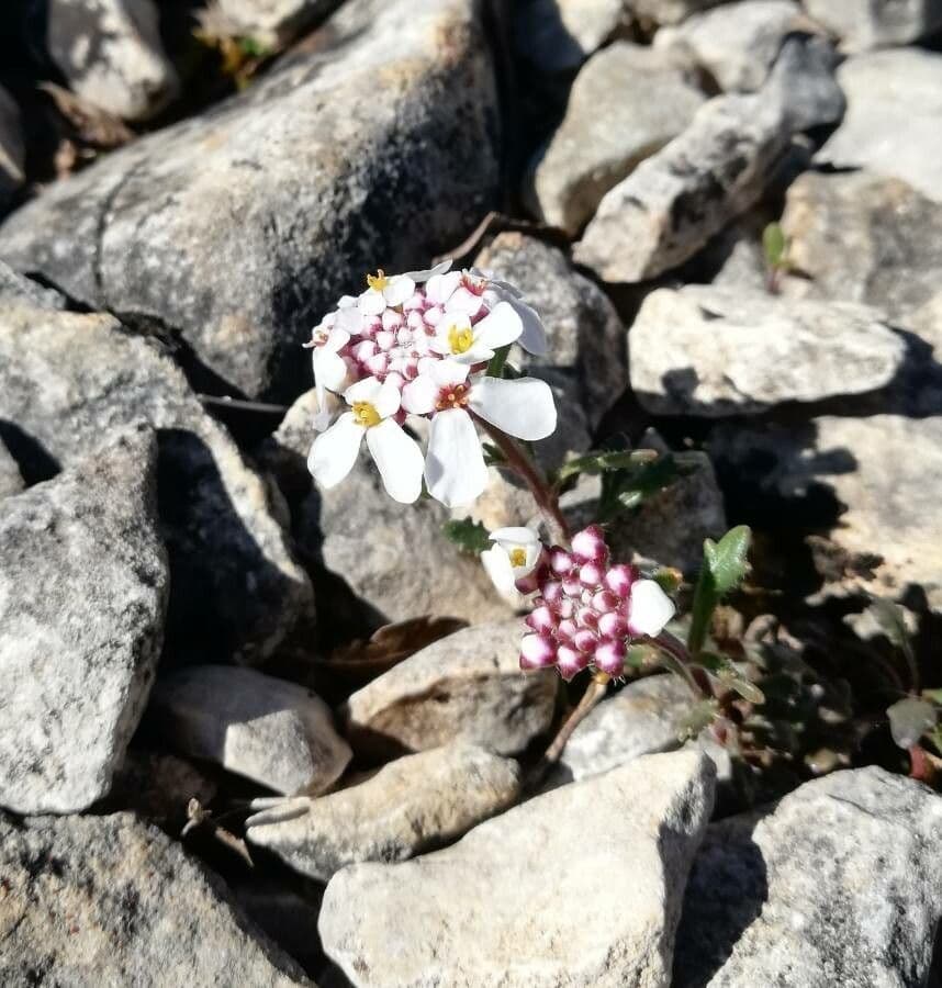 Pruit's candytuft