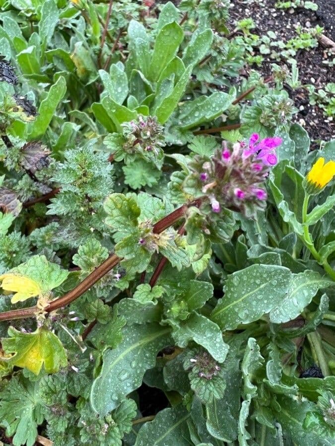 Henbit 16