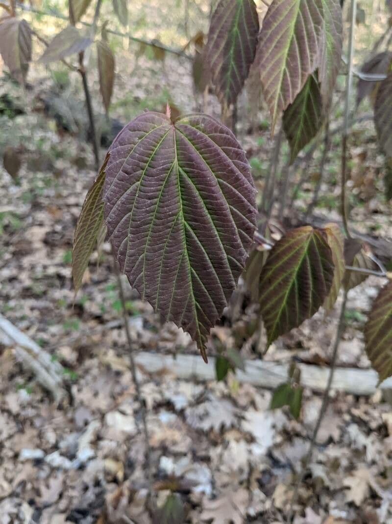 Tea-leaf viburnum 8