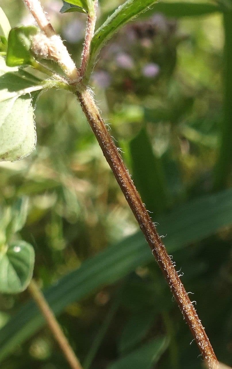 Wild marjoram 24