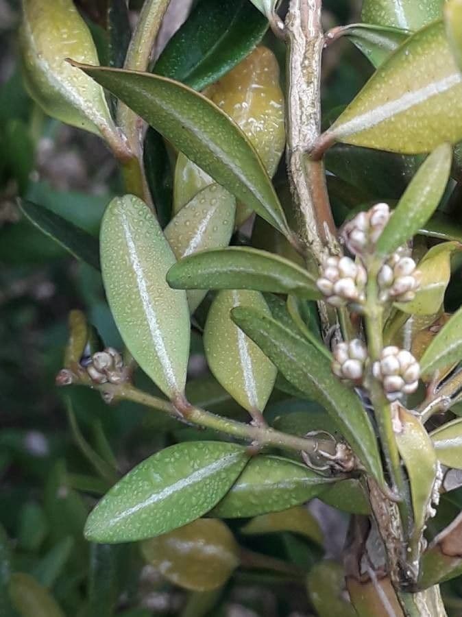 Caucasian boxwood 20