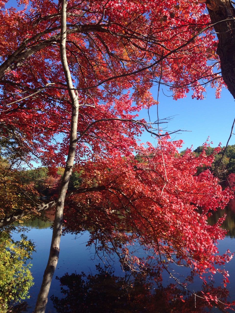 Red maple 12
