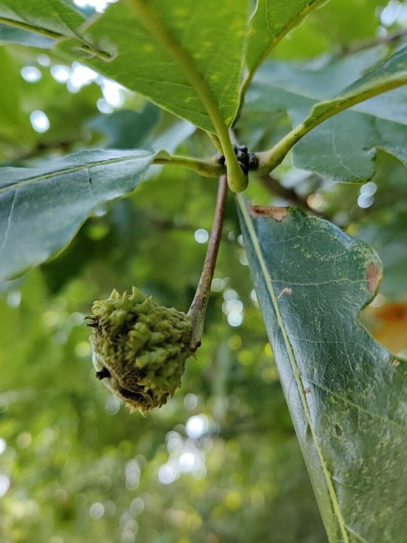 Swamp white oak 2