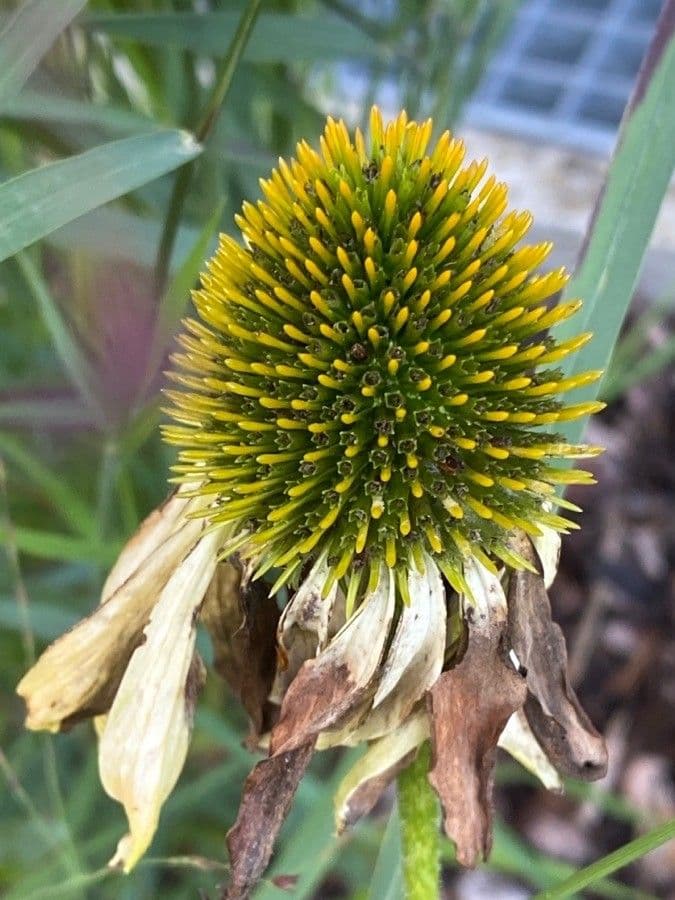 Pale echinacea