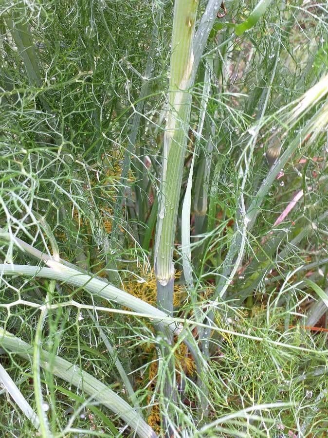 Fennel 24