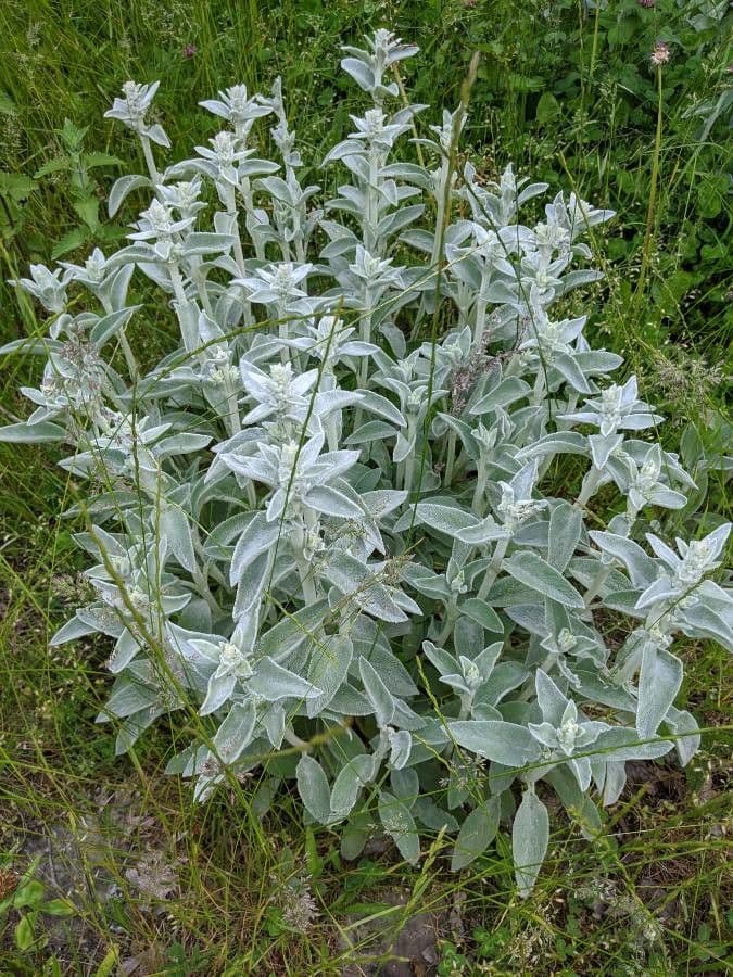 Lamb's-ear 14