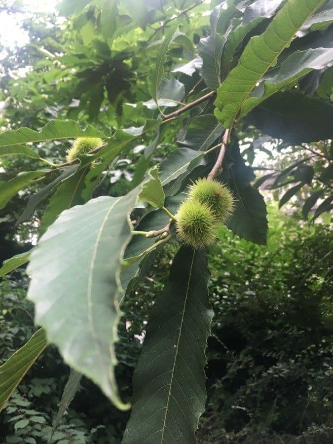 American chestnut 4