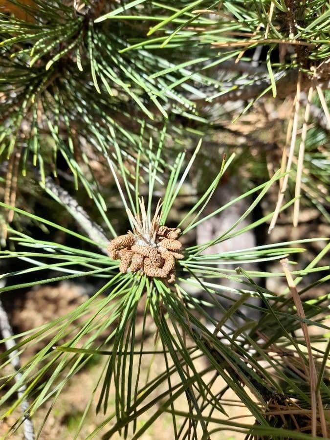 Australian pine 6
