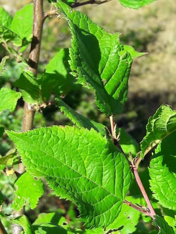 Briançon apricot 12