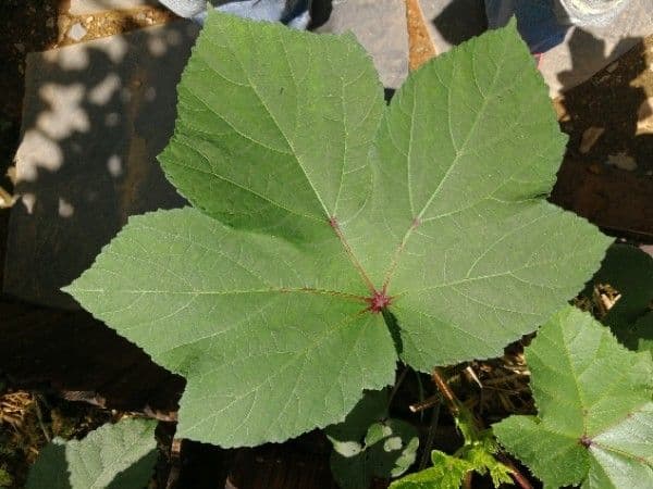 Okra 18