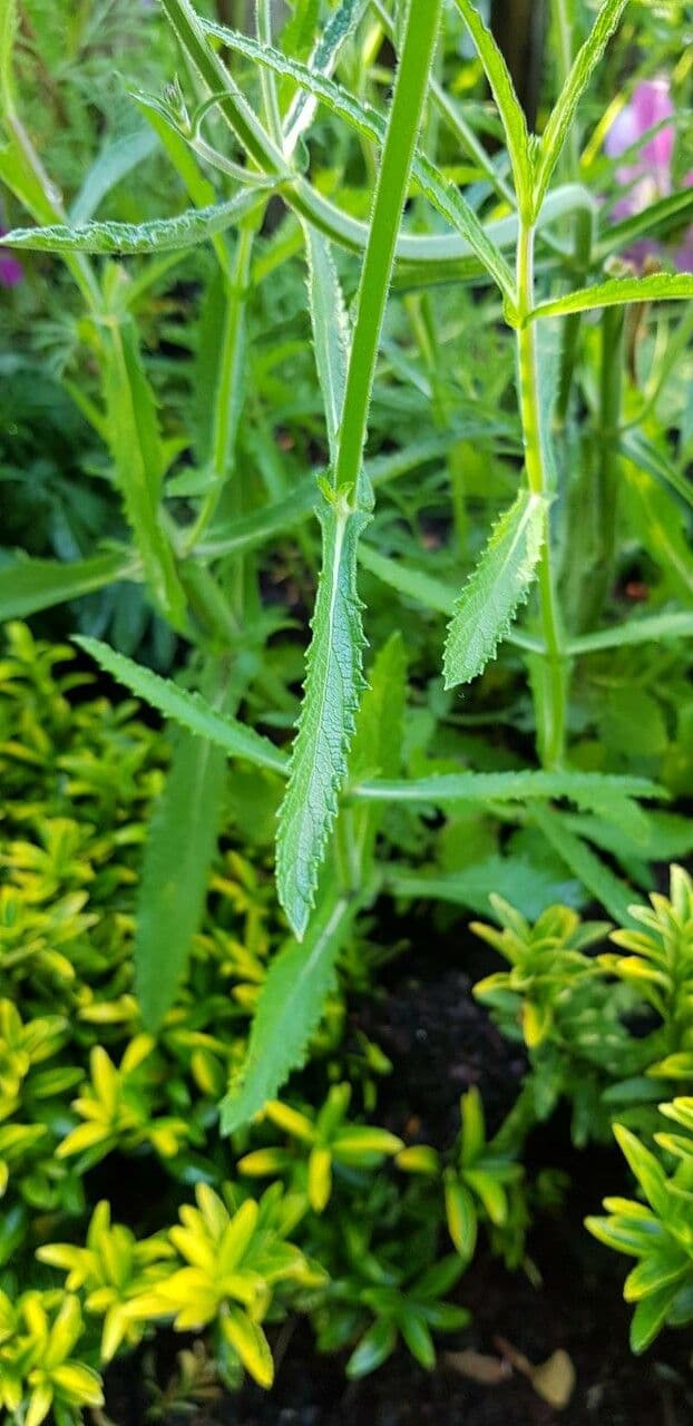 Argentine vervain 19
