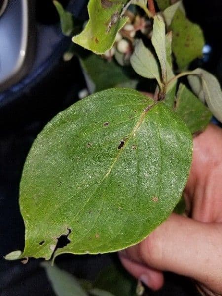 Red-osier dogwood 16