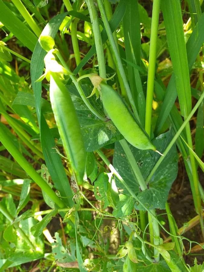 Sugar snap pea 3