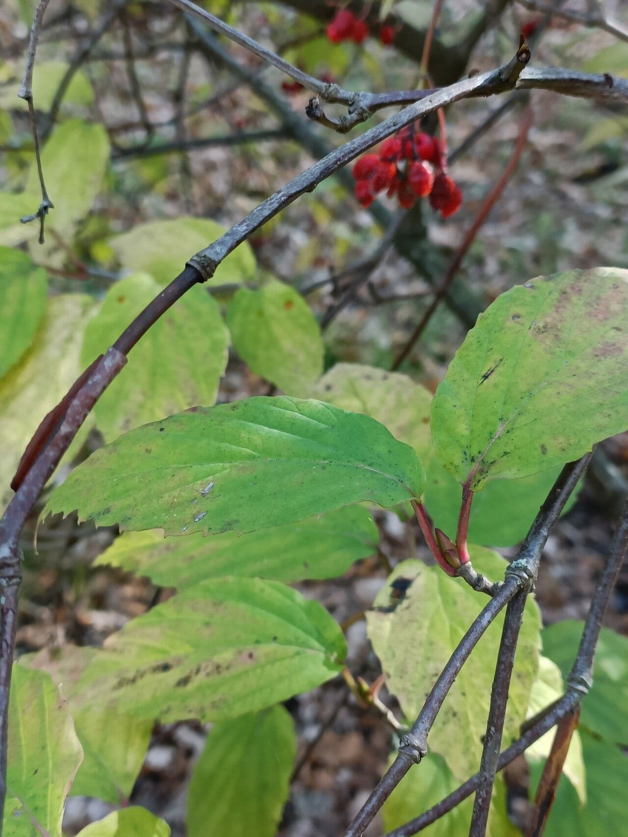 Tea-leaf viburnum 10