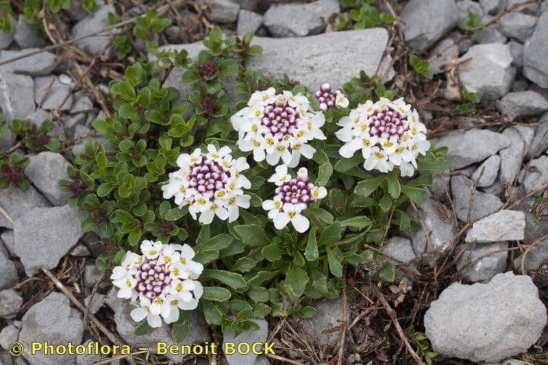 Pruit's candytuft 8